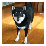 わんショット/2004.6.2_b0057675_10242370.jpg