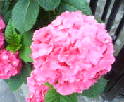 b0089492_1783431.jpg