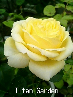 Rose_b0099813_16151468.jpg