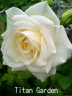 Rose_b0099813_1615148.jpg