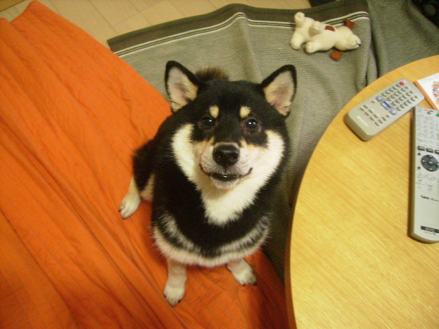 このかわいい生き物 癒しぽんず このかわいい生き物 癒しぽんず