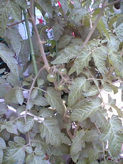 a0053063_7125554.jpg