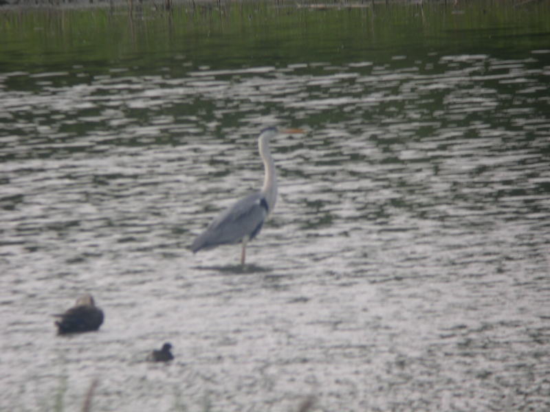 週末の鳥類園(2006.6.3~4)_e0046474_1463329.jpg