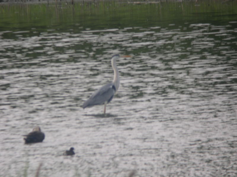 週末の鳥類園（2006.6.3～4）_e0046474_1463329.jpg