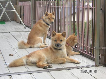 ワンコのお気に入りの場所　　2006年6月9日　金曜日_e0039087_11384999.jpg