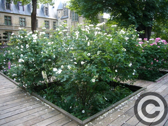 ■6月の中世ガーデンCLUNY（パリの公園）_a0008105_1094988.jpg