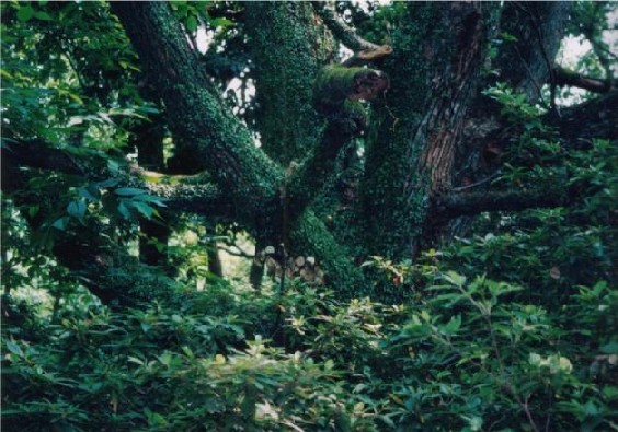 b0048509_42233.jpg