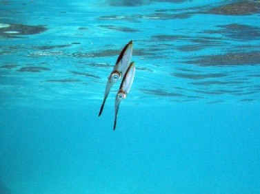 南の島のアオリイカ_a0043520_125769.jpg