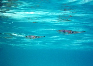 南の島のアオリイカ_a0043520_134290.jpg