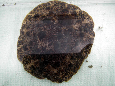 e0041143_22272873.jpg