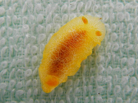 e0041143_2230948.jpg