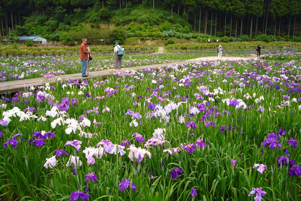 FX01で撮る「ひめはるの里」花菖蒲祭_b0108944_21551529.jpg