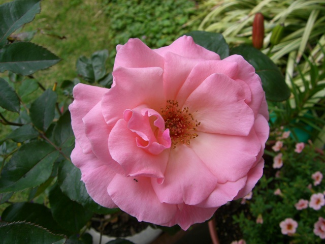 d0029756_12585722.jpg