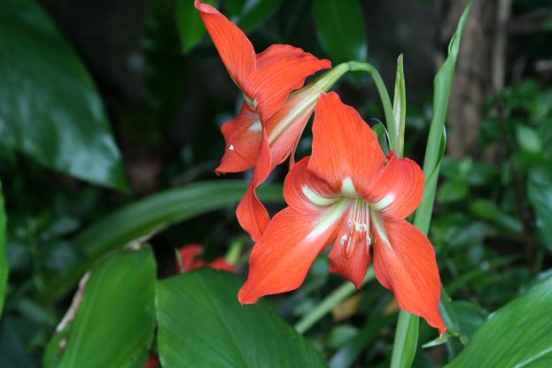 八丈島の花 ７ よく見かけた花 えるだま 世界の国から