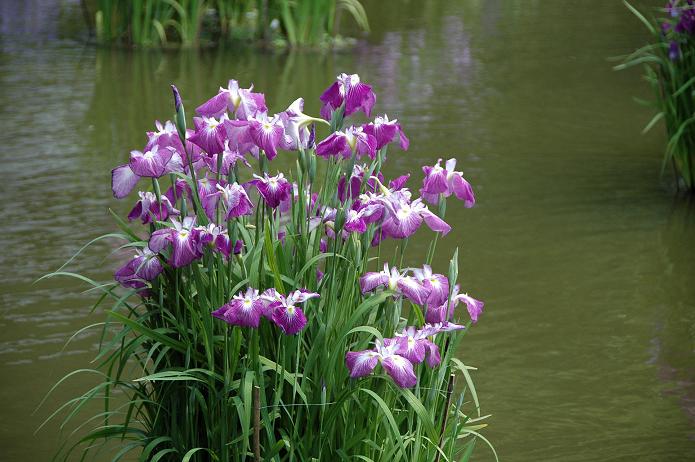 太宰府天満宮の花菖蒲 2006_a0042310_20211686.jpg