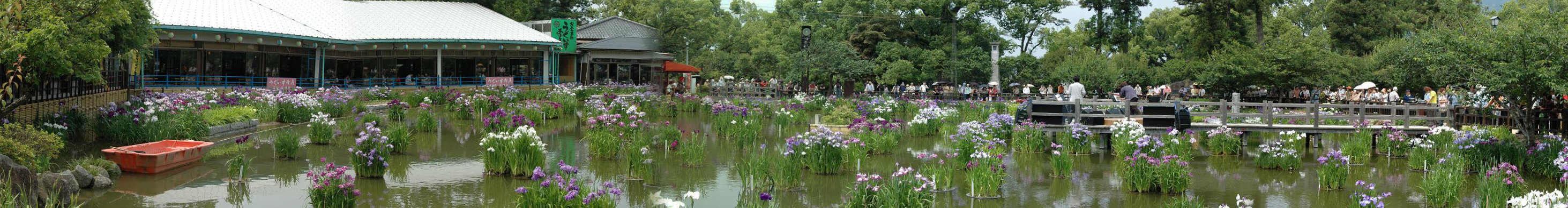 太宰府天満宮の花菖蒲 2006_a0042310_20454061.jpg