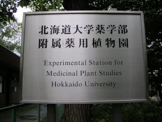 薬草園のミズキ_c0025115_12459.jpg