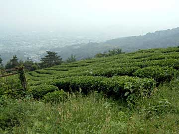 十一番藤井寺　＞＞＞　十二番焼山寺　＞＞＞　神山町鍋岩　【2006年6月】_a0054016_145411.jpg