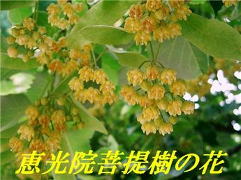 恵光院の菩提樹の花 箱崎宮参道の骨董市 親父の Hobby