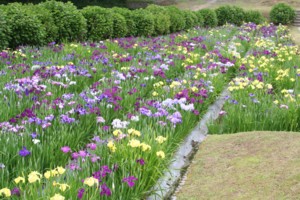 菖蒲のある風景（新居浜市）_c0034228_0465149.jpg