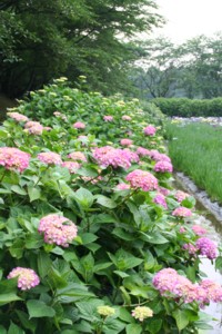 菖蒲のある風景（新居浜市）_c0034228_0471541.jpg