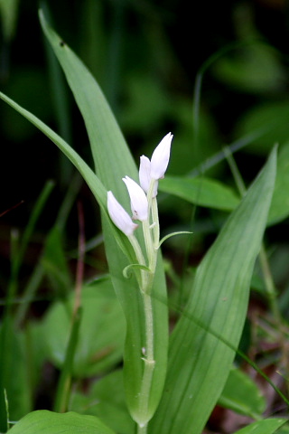 山の植物と親しむ_f0037633_22561496.jpg