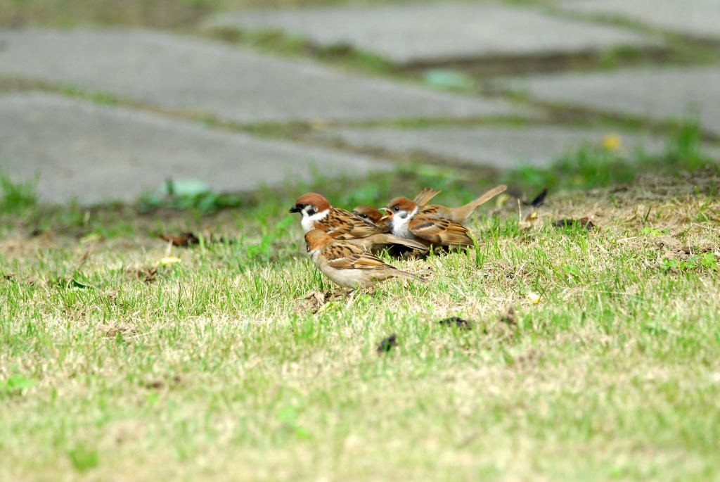 羽ばたけノリスズメ（番外編）_f0032335_1594831.jpg