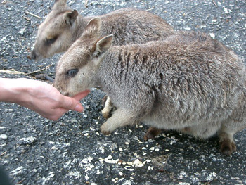 小さい秋、見～つけた　in Cairns Australia 　第3日　【動物探検ツアー編】_d0003057_2005874.jpg