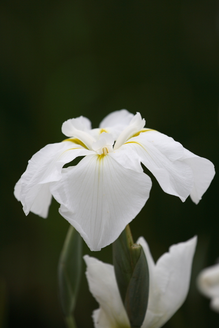 花菖蒲 (Iris)_d0033274_7503098.jpg