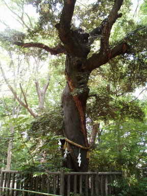 下賀茂神社。_f0011124_2092117.jpg