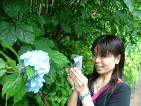 Hydrangea - あじさい - _e0051353_1572735.jpg