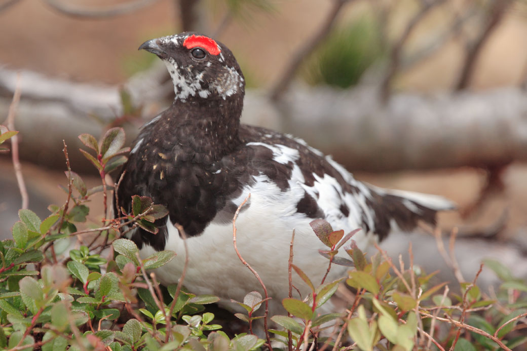 お約束の雷鳥三昧_d0004160_20374264.jpg