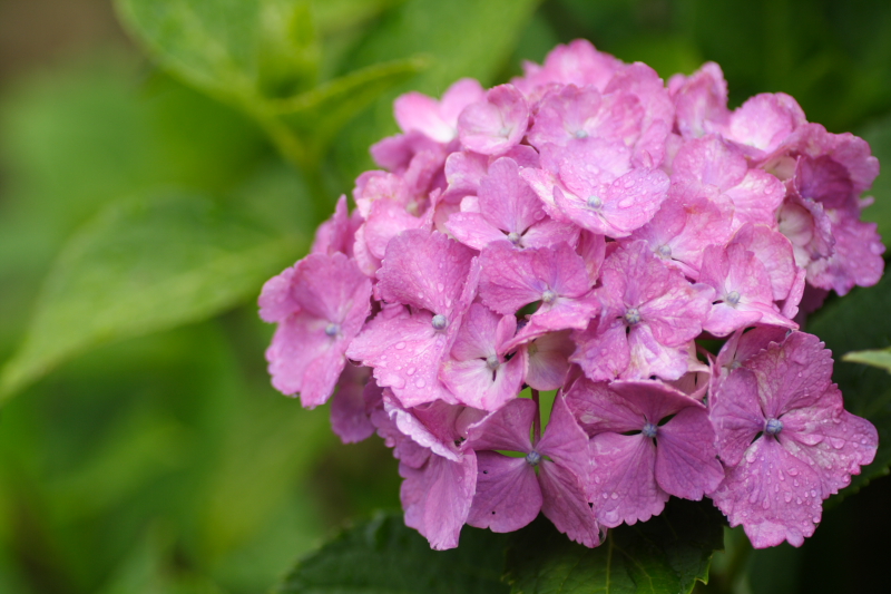 雨・雨・雨・・_b0077782_23451167.jpg