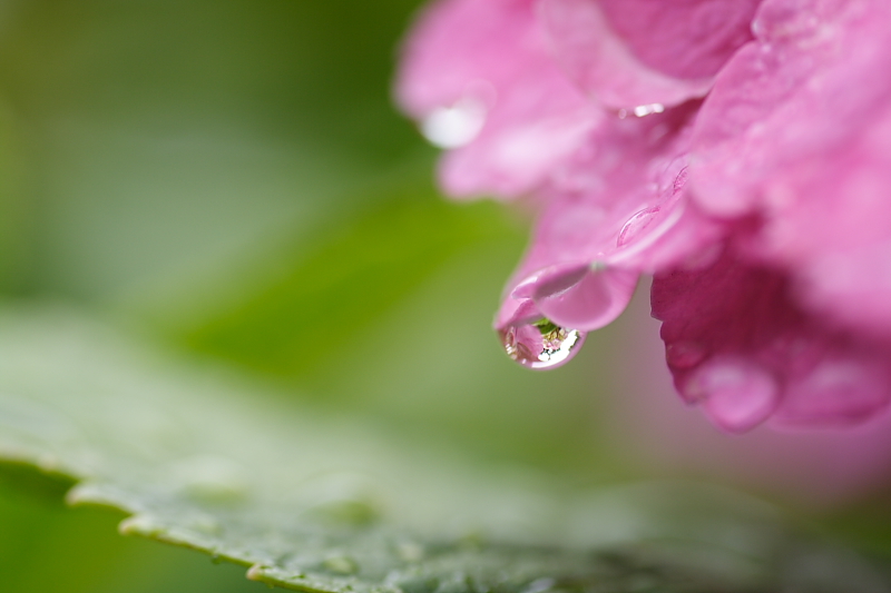 雨・雨・雨・・_b0077782_2345193.jpg