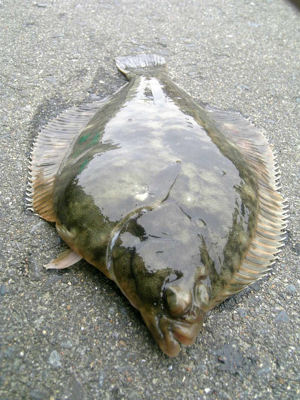 先週末の釣果 釣りと海散歩