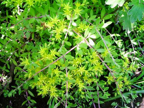 マンネングサ ３種類 庭の四季 コーヒータイム