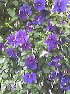 f0051220_162664.jpg