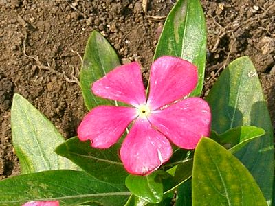 日日草 ニチニチソウ 花の仲間調べ 日日草 ニチニチソウ 花の仲間調べ