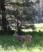 Yosemite -Day1-_d0068755_4563884.jpg