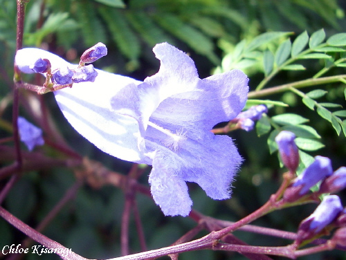 (花)　ジャカランダ　/　Blue Jacaranda　_b0015002_19444230.jpg