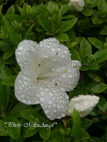 なみだ雨・・・_e0013417_2353330.jpg