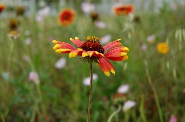 いつかのかくれんぼのお花かな～！_a0017634_446379.jpg