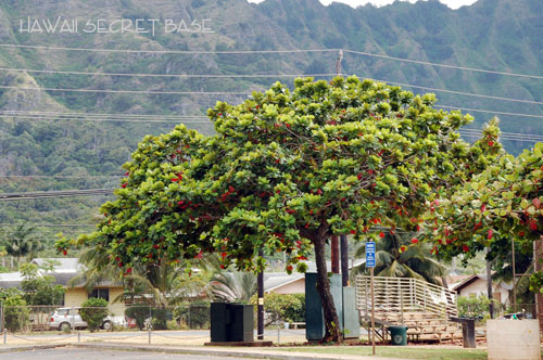 続･Waimanalo Beach_f0015440_483026.jpg