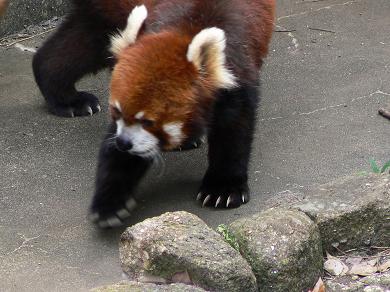 レッサーパンダの３つの”く”_f0014748_2355979.jpg