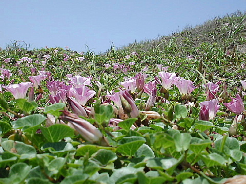 浜昼顔・・・九十九里は母のふるさと_b0053765_12423716.jpg