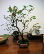 e0044080_2230315.jpg