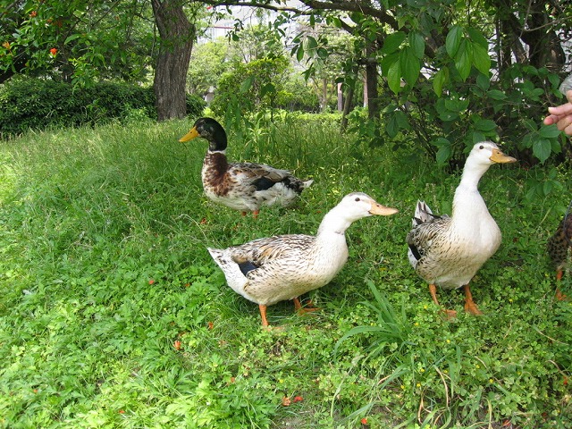 舞鶴公園で遊ぶ鴨たち_f0060302_2026725.jpg