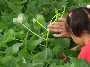 鳴門金時の苗植え会に行ってきました。　２００６年６月１５日更新_b0076710_15163442.jpg