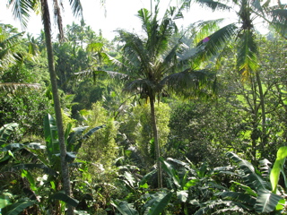 BALI 2006_d0010432_5373438.jpg