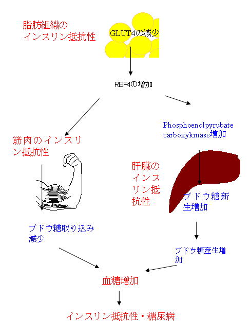 RBP4とインスリン抵抗性_a0007242_17383183.jpg
